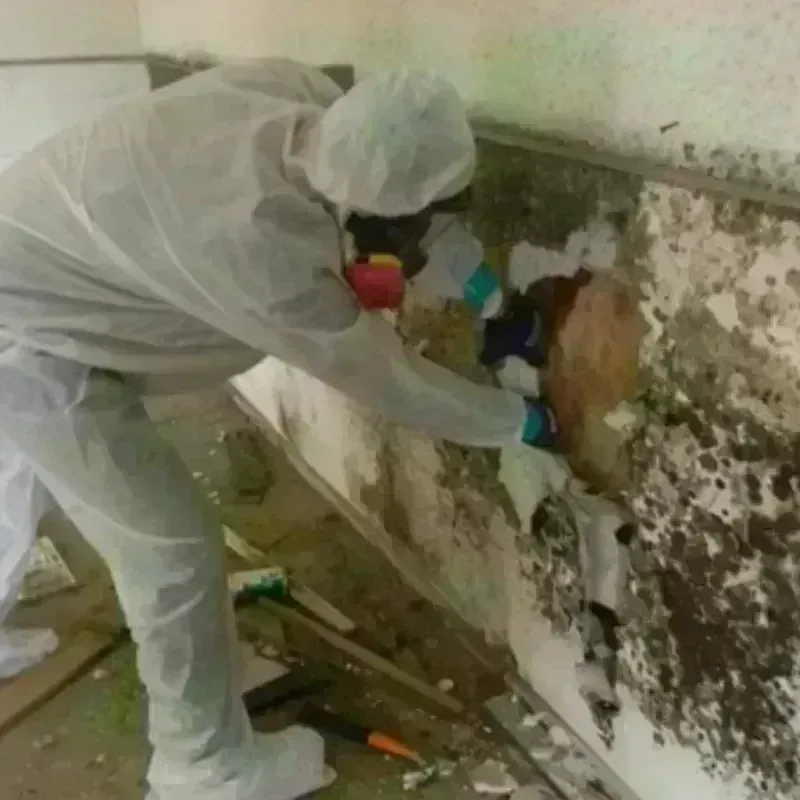 Mold Remediation and Removal in Cactus Flat, AZ